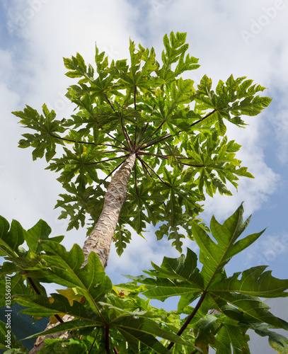 Papayatree Peru. Fruit tree. photo