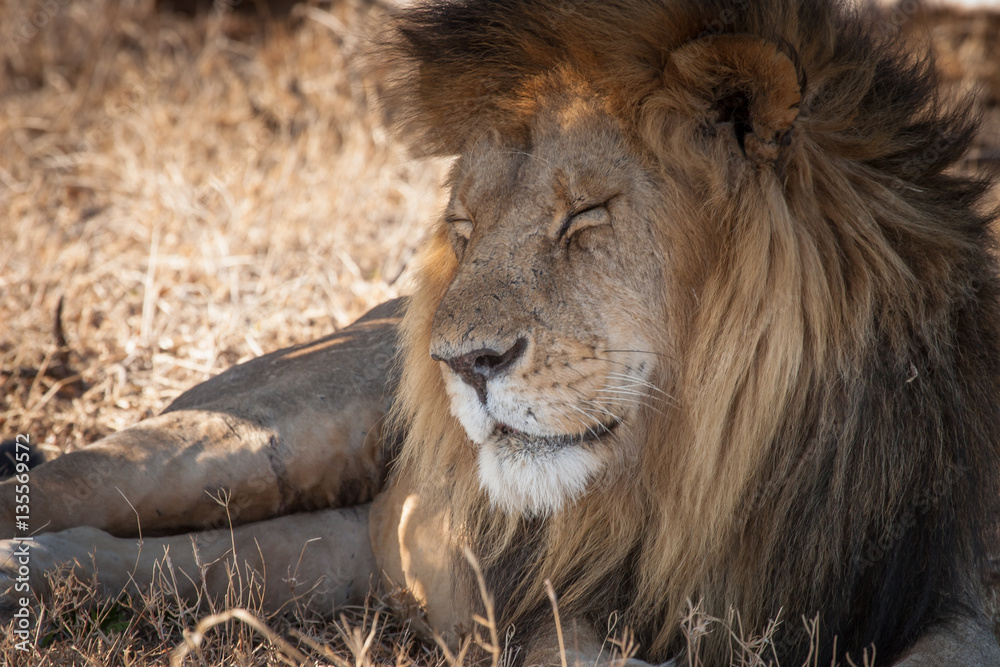 Old lion. Kenya.