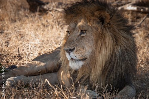 Old lion.