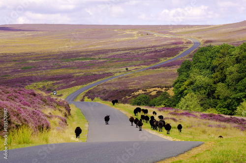 Black Sheep walking down the road over Spaunton Moor, just above Hutton Le Hole on the North York Moors photo