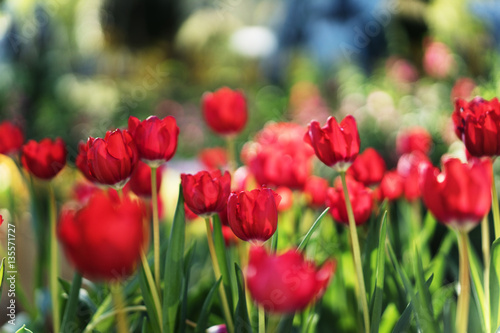 Red tulips