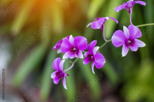 orchids,orchids purple ,orchids purple Is considered the queen o
