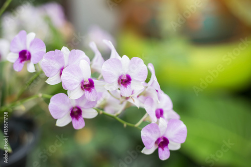 orchids orchids purple  orchids purple Is considered the queen o