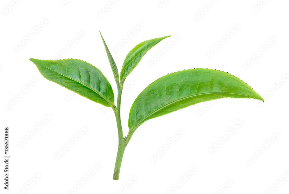 tea leaf isolated on white background tea leaf isolated on white background