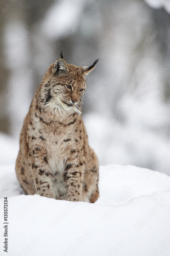 Fototapeta premium Ein eurasischer Luchs im Schnee