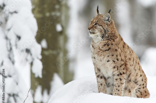 Ein eurasischer Luchs im Schnee © mrr