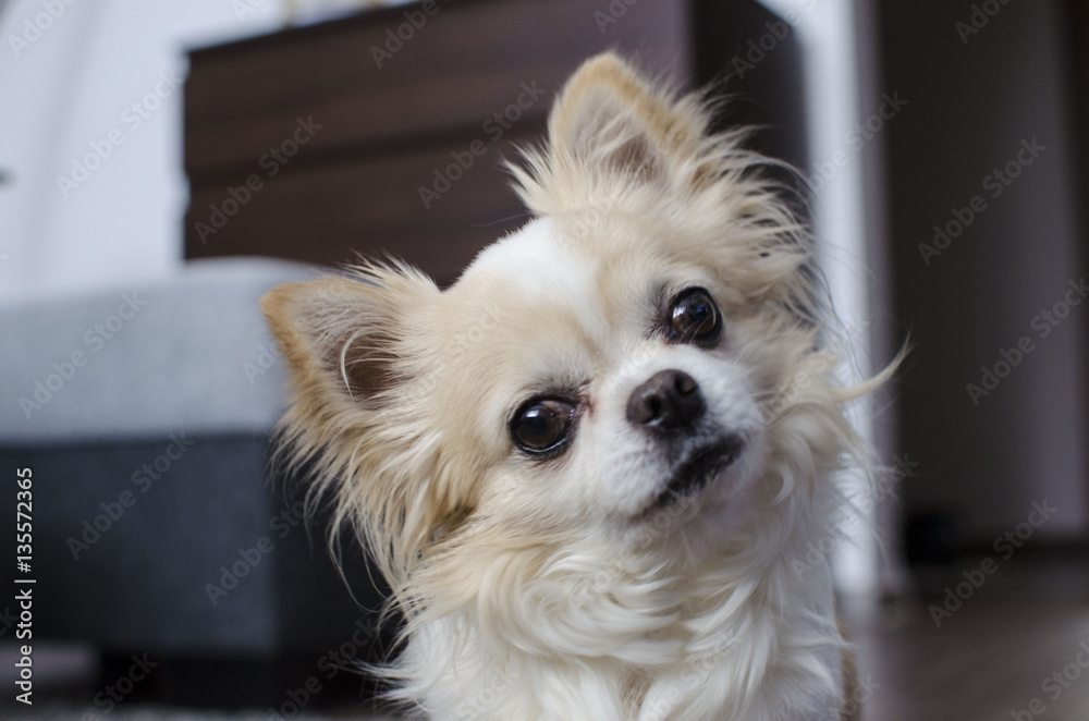 Brown and white chihuahua