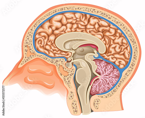 Human brain anatomy