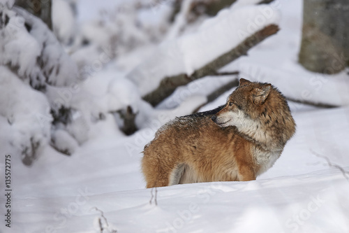 Ein europäischer Wolf im Schnee