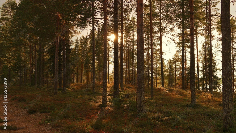 Obraz premium Forest in Finland