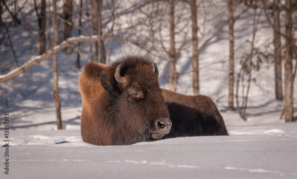 Bison resting in the snow. Bison resting in the snow.