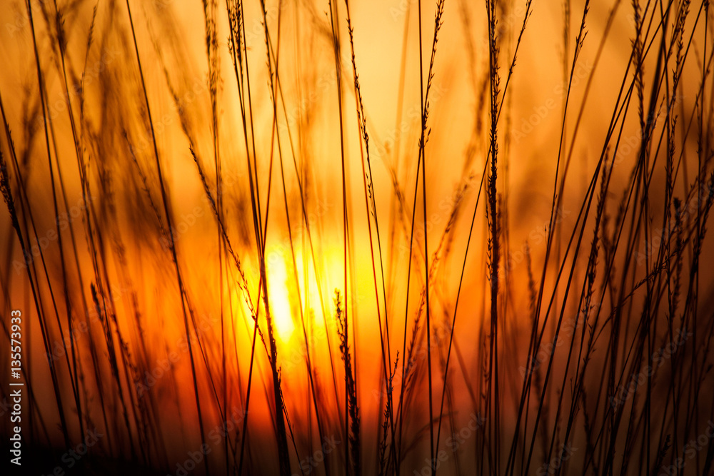 Fototapeta premium The Hideout