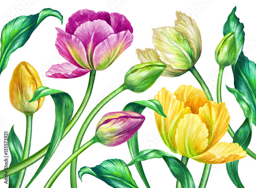 watercolor tulips  botanical illustration  isolated on white background