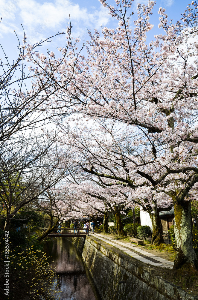 京都 哲学の道の桜 京都 哲学の道の桜