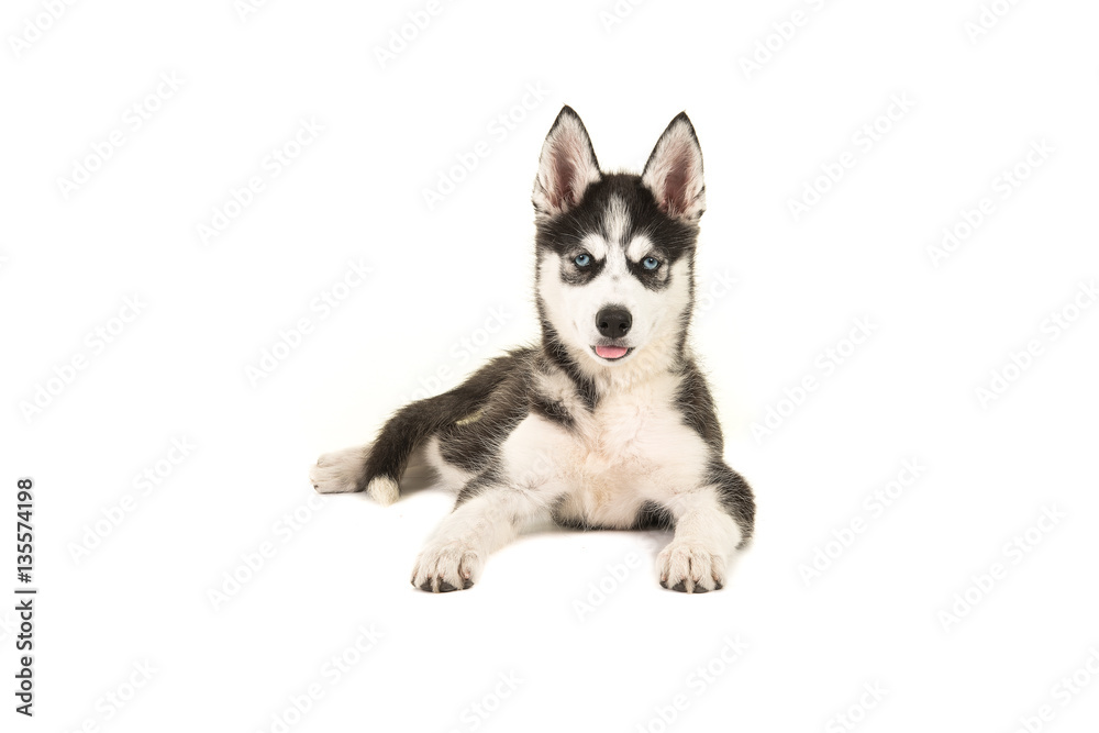Husky puppy with two blue eyes lying on the floor seen from the front facing the camera isolated on a white background