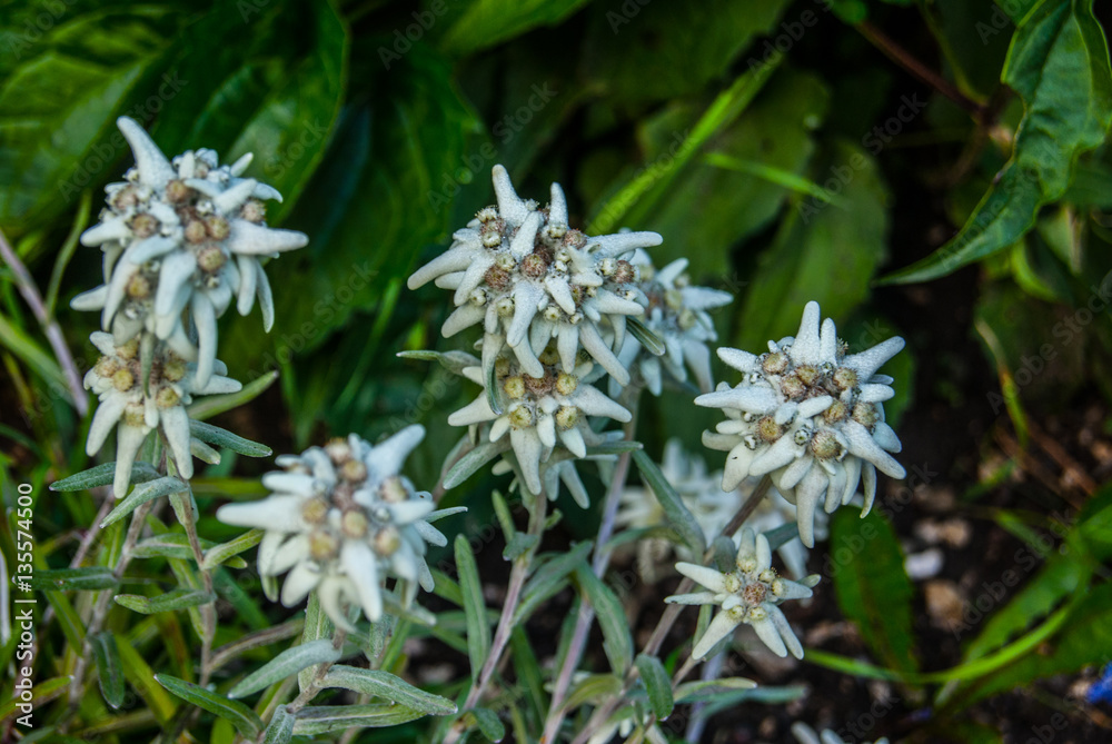 plants and beautiful flower plants and beautiful flower