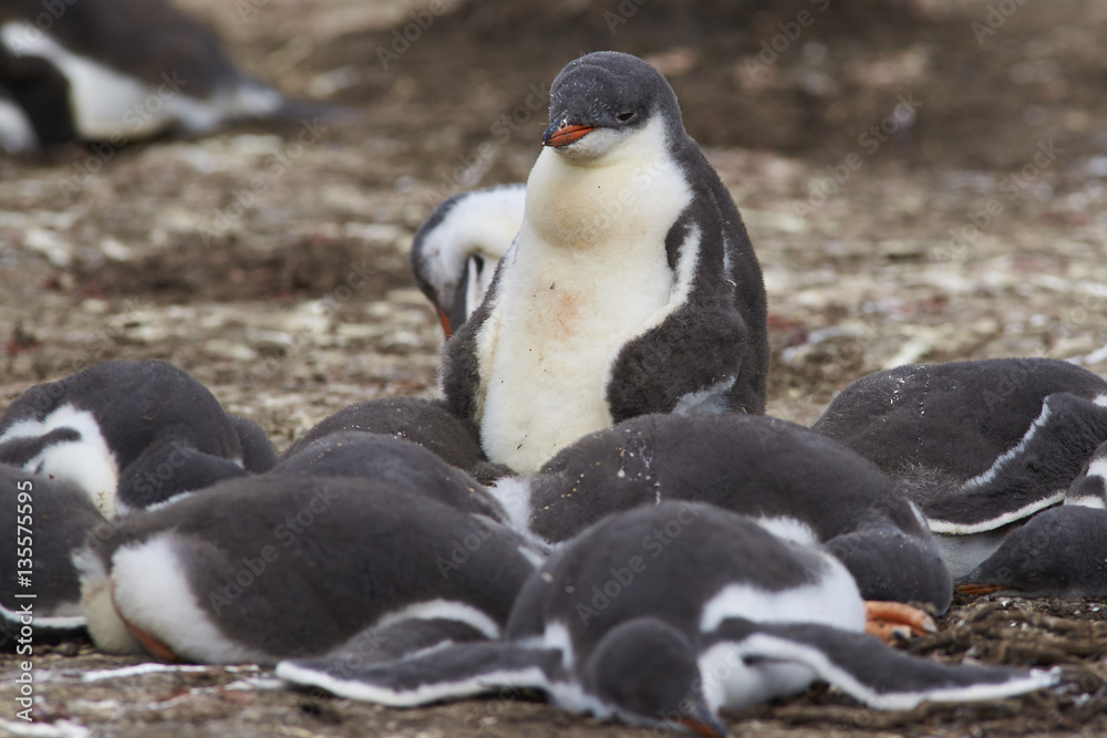 Naklejka premium Group of Gentoo Penguin chicks (Pygoscelis papua) in a creche on Bleaker Island in the Falkland Islands