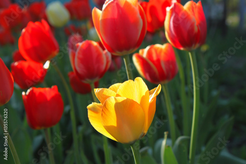 Beautiful bright red and yellow tulips