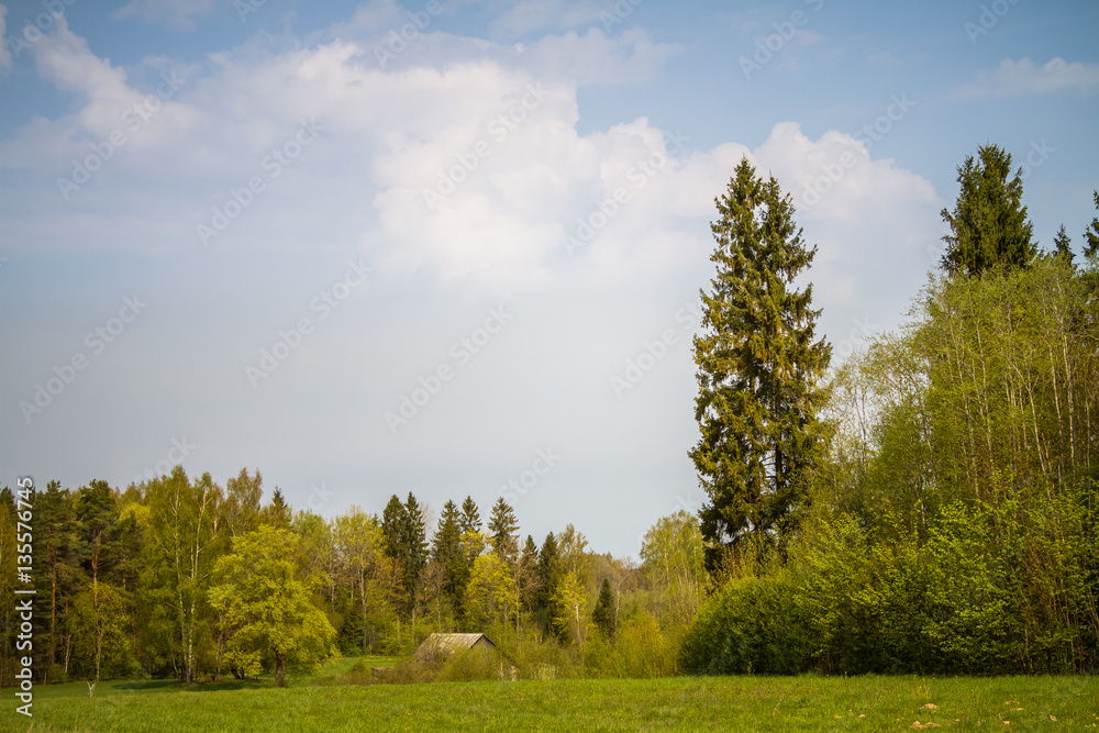 A beautiful norther Europe forest landscape in late spring