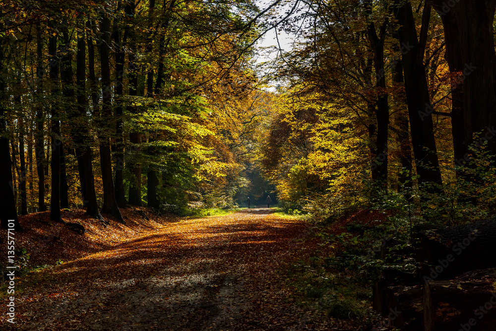 Obraz premium Beautiful autumn