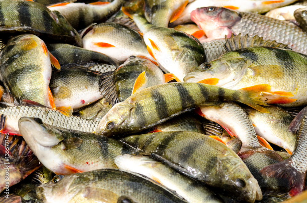 Fototapeta premium Fresh catch of river fish