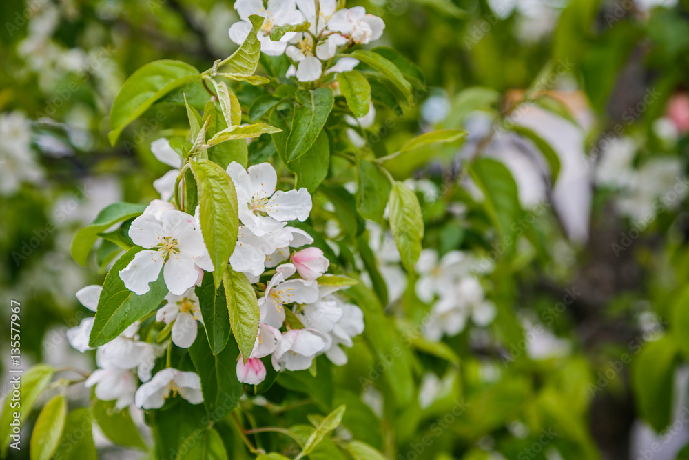 Fototapeta premium Apple blossom