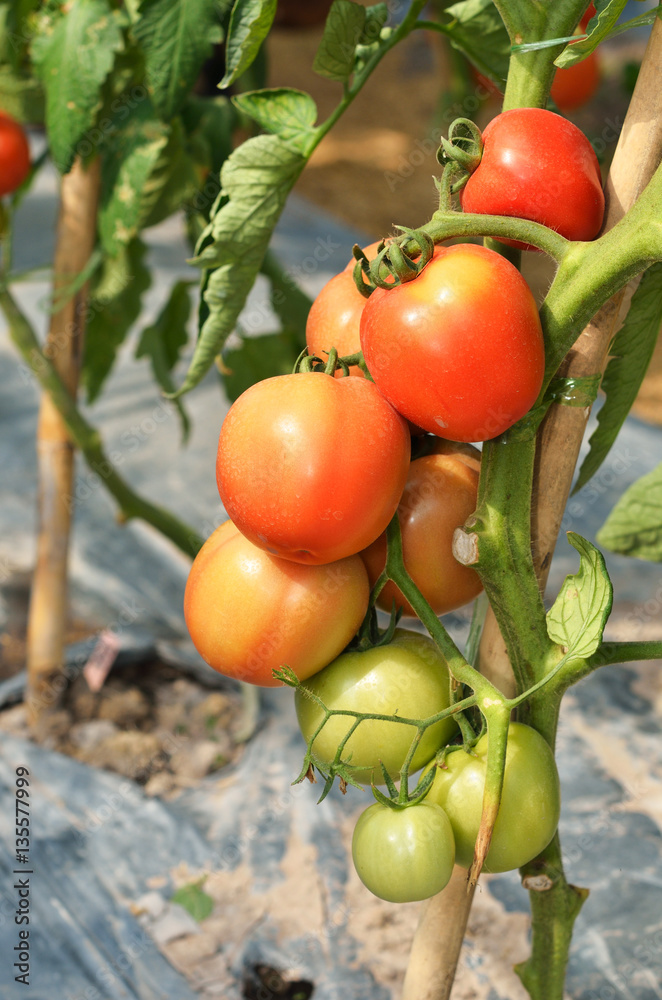 Ripe tomatoes Growing in garden
