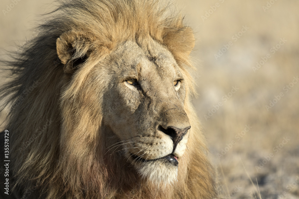Fototapeta premium Lion in Etosha National Park.
