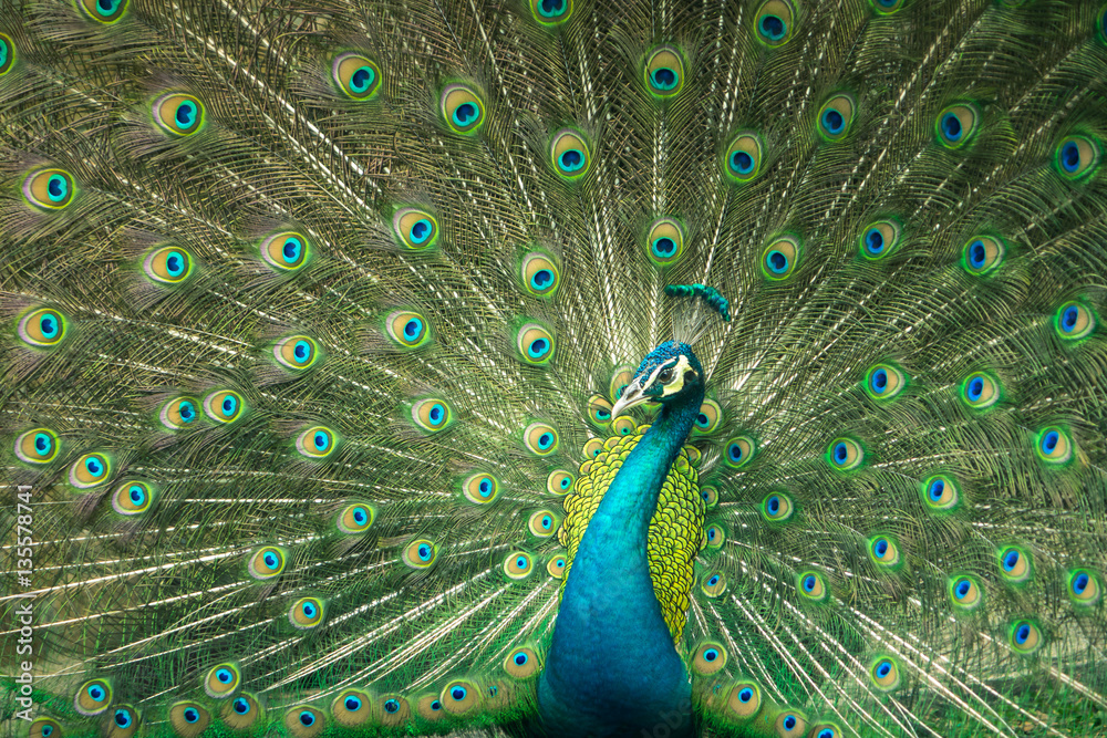 Obraz premium close up of peacock showing drametic trail
