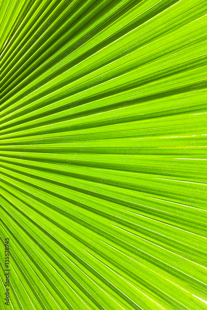 Big tropical jungle leaves