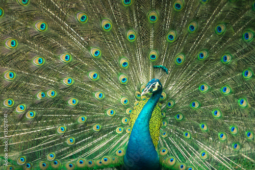 close up of peacock showing drametic trail photo