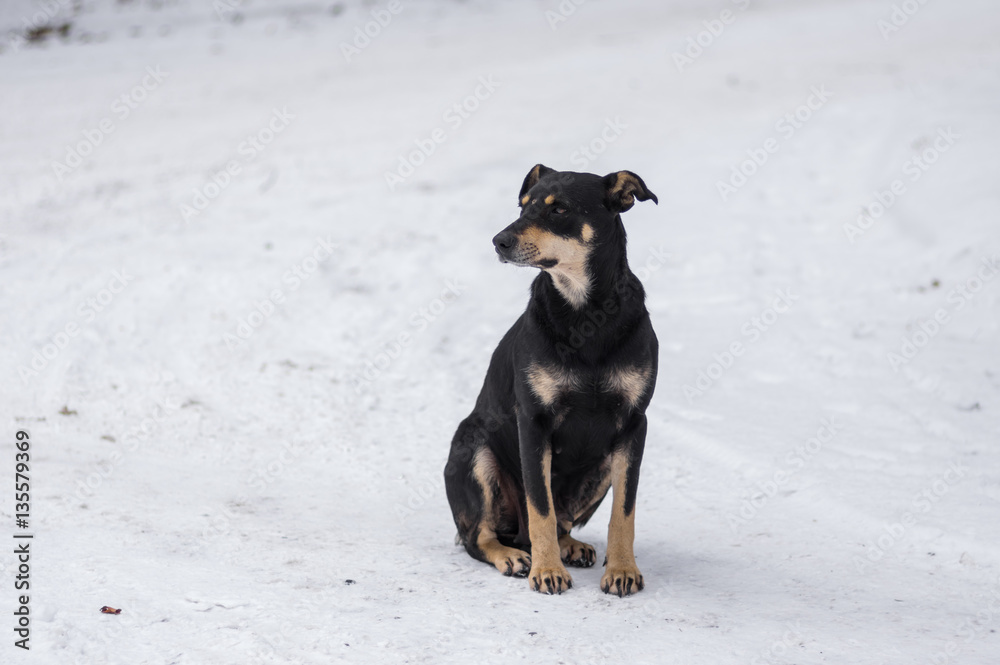 Black stray nursing mother dog sitting on a winter street and looking around Black stray nursing mother dog sitting on a winter street and looking around