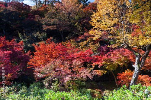 Colorful in the autumn park with clear sky of background located at japan