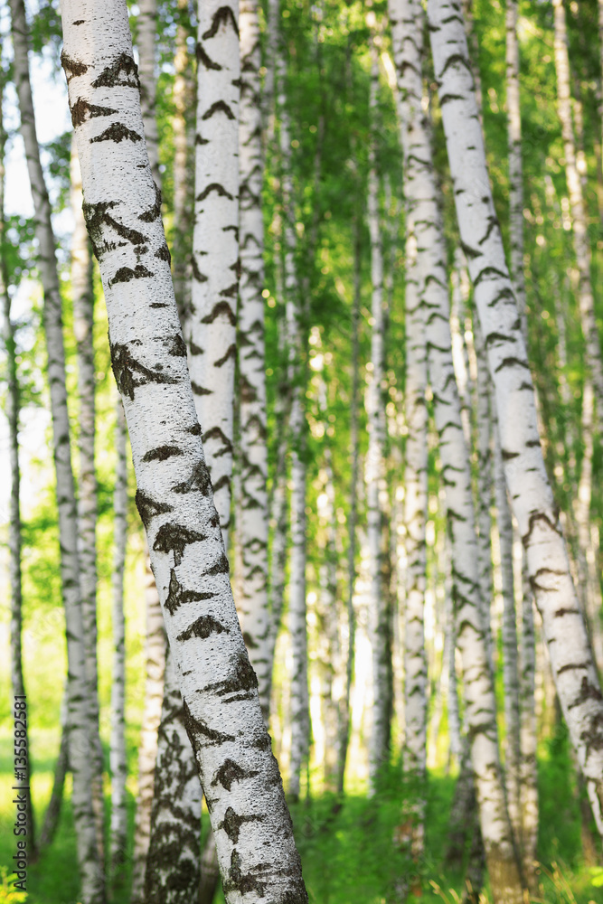 Naklejka premium lato w słonecznym brzozowym lesie