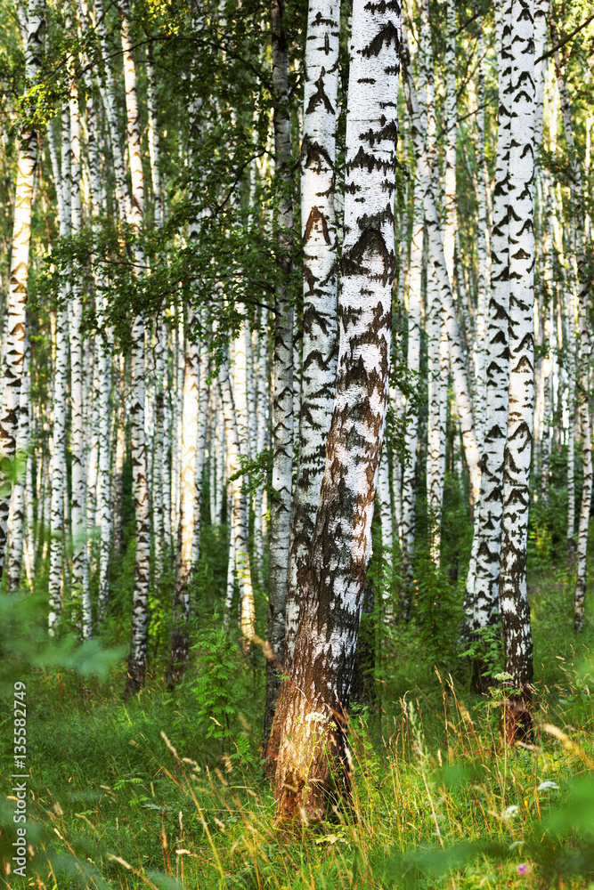 Obraz premium summer in sunny birch forest