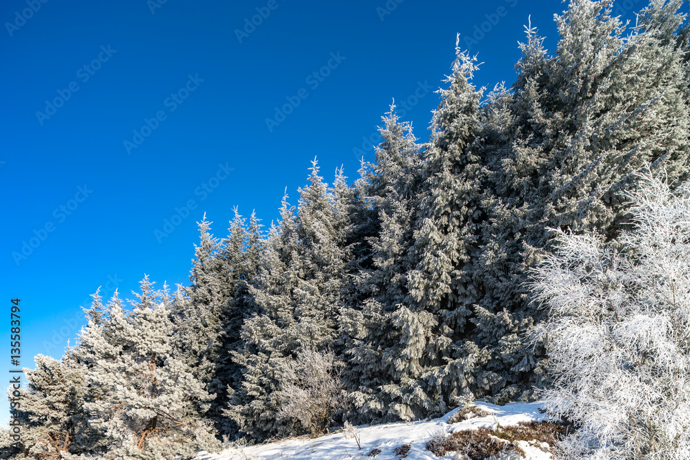 Beautiful white frozen trees on blue sky background. Picturesque Beautiful white frozen trees on blue sky background. Picturesque