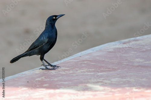 Greater Antillean Grackle photo