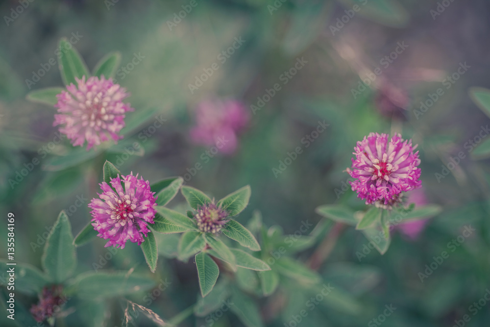 natural summer background, blurred image, shallow depth of field. selective focus. clover natural summer background, blurred image, shallow depth of field. selective focus. clover
