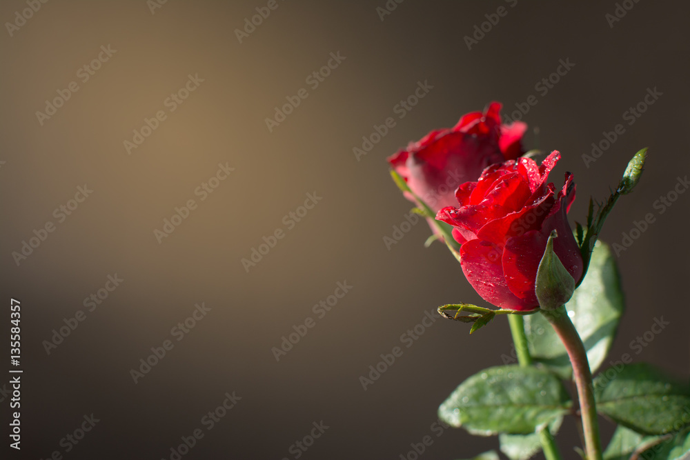 Obraz premium red rose and sun light