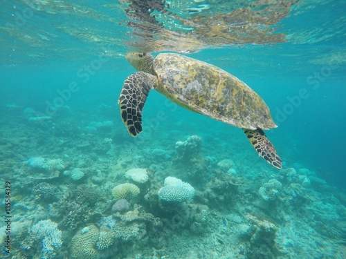 Green Sea Turtle Surfacing to breathe, Maafushivaru island, Maldives