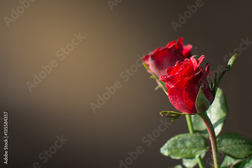 red rose and sun light