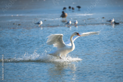 Swan which lands on an ice cold lake