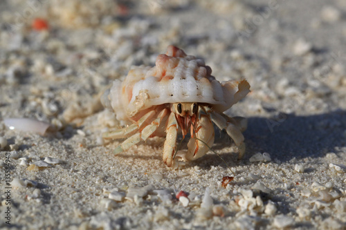 Hermit crab on white sand  Maldives