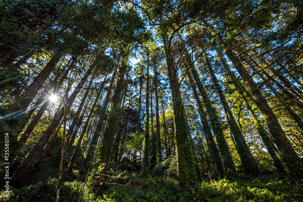 Forest with tall trees and sunbeams on a summer day Forest with tall trees and sunbeams on a summer day