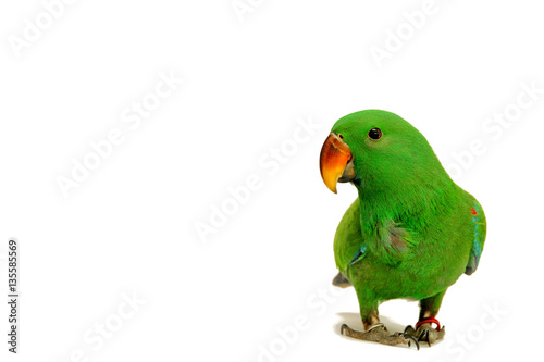 Male Eclectus Parrot  age five months.