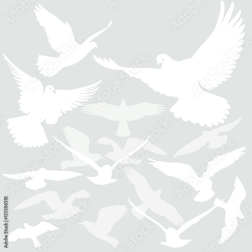 Vögel fliegen in die Luft