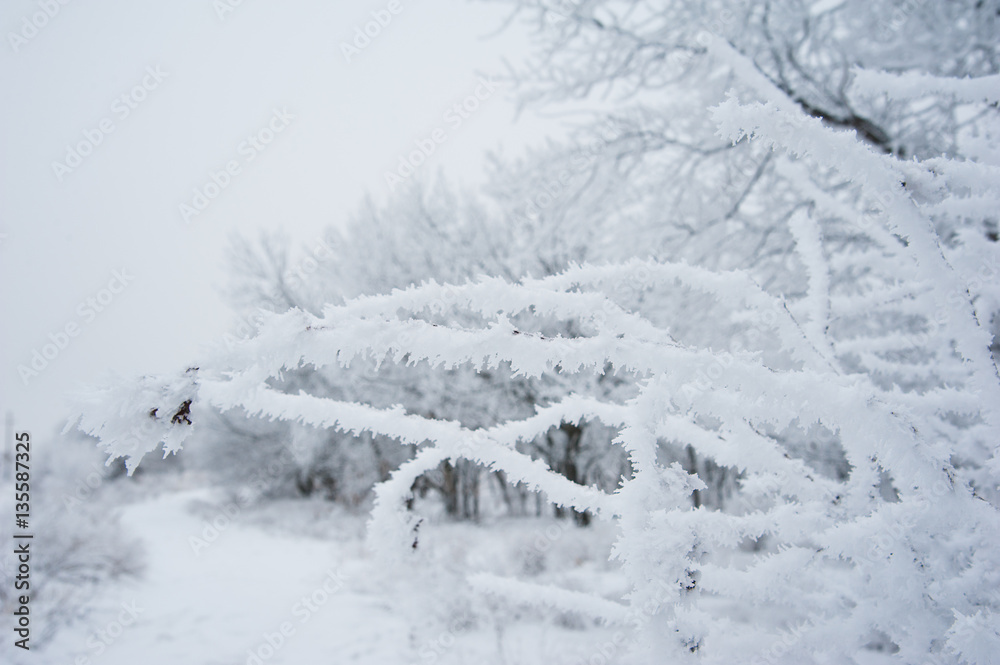 Winter trees in the snow