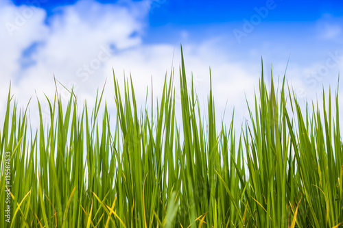 Green rice field with sky background