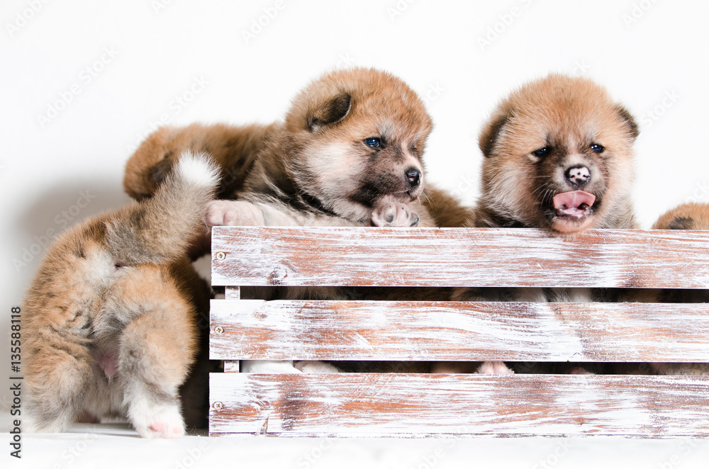 Puppies dog Akita breed StockFoto Adobe Stock