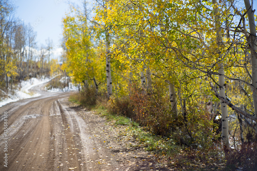 autumn path in colorado autumn path in colorado